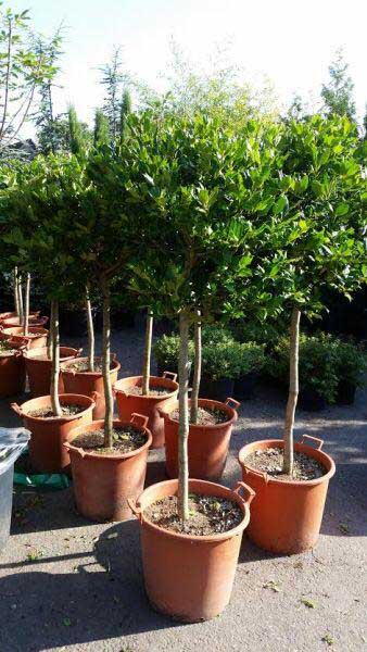 Holly Topiary Tree, Ilex Nellie Stevens, Topiary Nursery