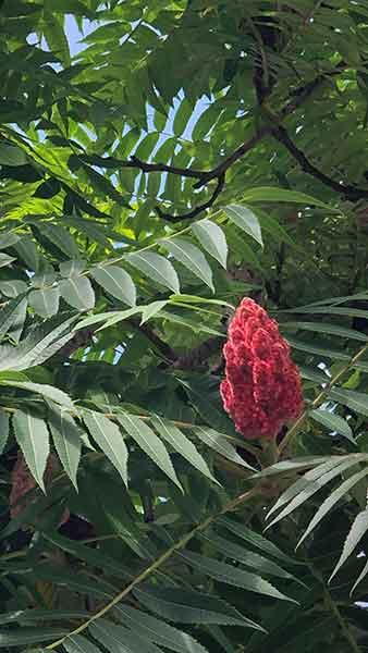 Rhus Typhina Stags Horn Sumac Tree for Sale Online UK Eire