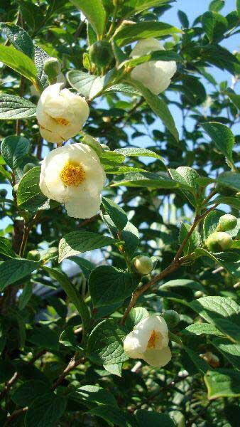 Stewartia Pseudocamellia at Paramount Plants and Gardens London, UK