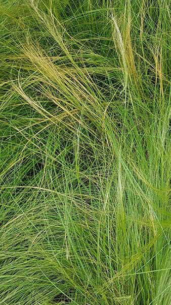 Stipa Tenuisimma is also known as Feather Grass, part of our large collection of ornamental grasses for sale online with UK delivery