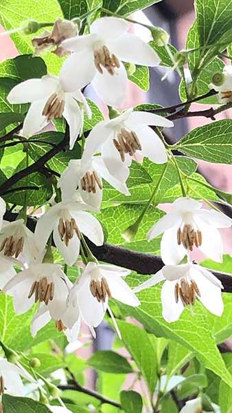 Styrax Japonicus June Snow or snowbell shrub, a beautiful flowering shrub or tree for a small garden, profuse lightly fragrant flowers in spring, buy online UK delivery.