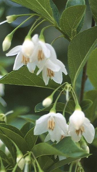 Styrax Japonicus Snow Cone bears masses of lightly scented bell shaped flowers, commonly known as Snowbell shrub, buy online UK delivery.