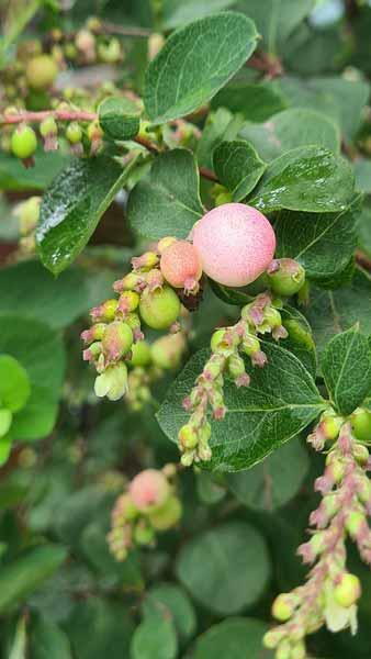 Mother of Pearl Snowberry or Symphoricarpos Doorenbosii Mother of Pearl shrub with pretty pink berries, buy online UK delivery.