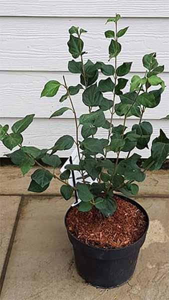 Syringa Bloomerang Dark Purple, a new re-blooming variety with fragrant, beautiful purple flowers. A beautiful Lilac shrub for sale online UK.