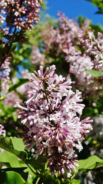 Syringa Bloomerang Pink Perfume, a new Lilac shrub variety, a repeat blooming Lilac with fragrant, profuse flowering, buy UK.
