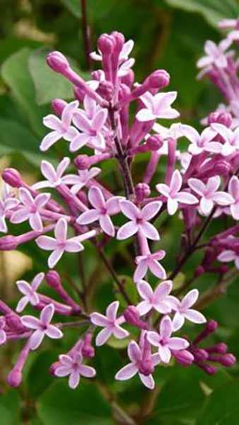 Syringa Microphylla Red Pixie Lilac