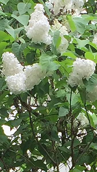 Syringa Vulgaris Alba, Common White Lilac, a beautiful heritage lilac with white blooms in May. Buy Now from Paramount Plants