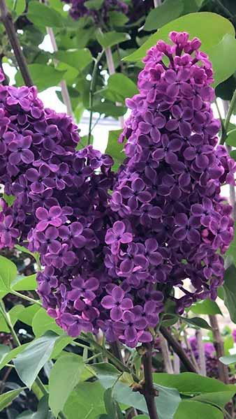 Syringa Vulgaris Andenken an Ludwig Späth Lilac Tree 