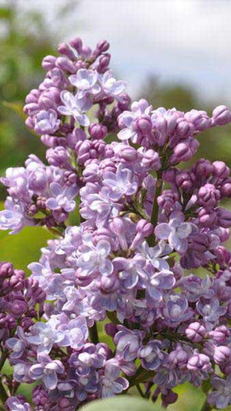 Syringa Vulgaris Madame Antoine Buchner