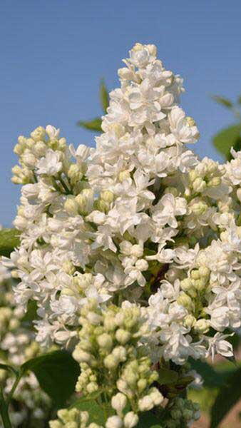 Syringa Vulgaris Madame Lemoine - Yellow Flowering Lilacs for sale at our London Nursery, Buy UK & Ireland delivery.