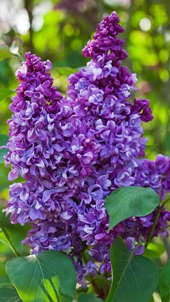 Syringa Vulgaris Mrs Edward Harding Lilac