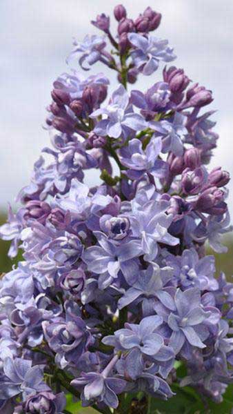 Syringa Vulgaris Nadezhda Common Lilac Hybrid