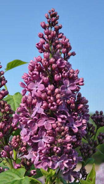 Syringa Vulgaris Ruhm Von Horstenstein Lilac