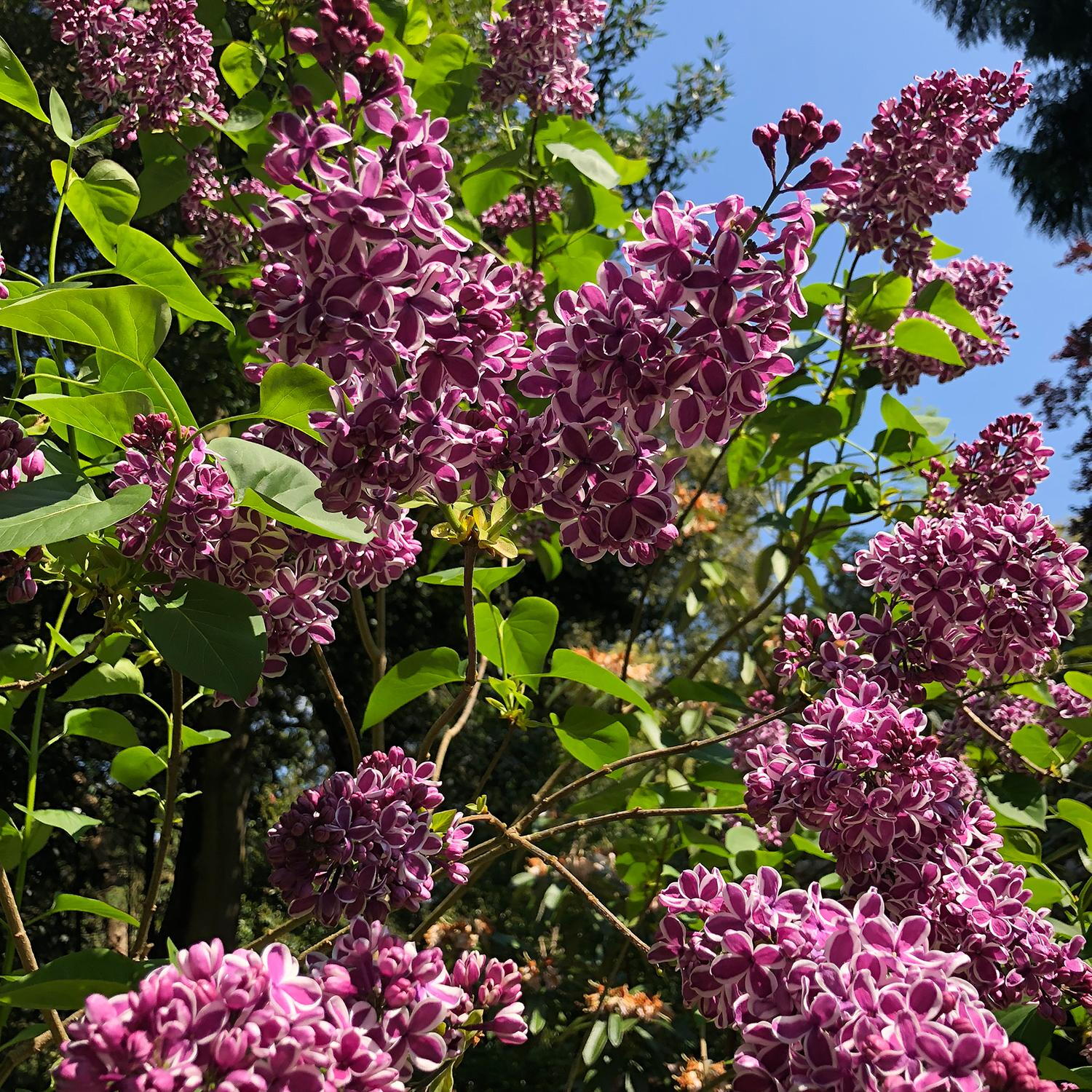 Syringa Tree Roots Lilac Trees for Sale Online UK. Syringa Vulgaris Sensation