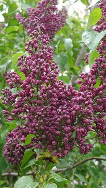 Syringa Vulgaris Znamya Lenina Lilac Red Scented Blooms