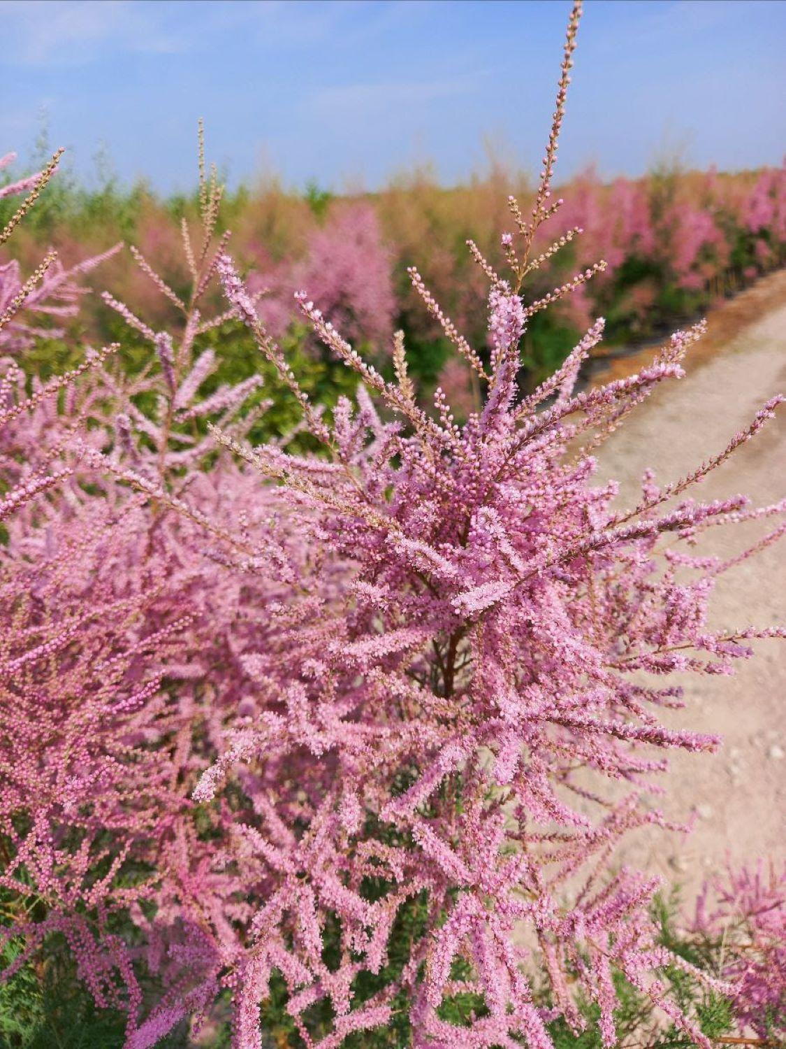 Tamarix Ramosissima 'Pink Cascade' - Tamarisk, Tamarix - Plant Encyclopedia