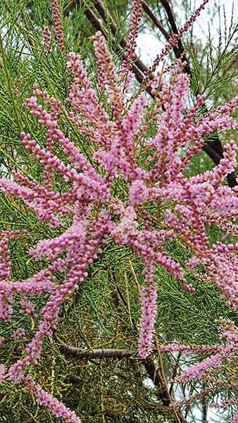 Tamarix Ramosissima Pink Cascade produce pretty plumes of pink flowers with elegant feathery foliage - a lovely flowering shrub for sale online UK.