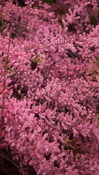 Tamarix Ramosissima Rubra is a flowering Tamarisk with deep pink plume flowers and delicate feathery foliage, easy to grow and very pretty, buy UK.