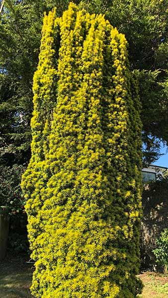 Taxus Bacatta Aurea - Golden Irish Yew