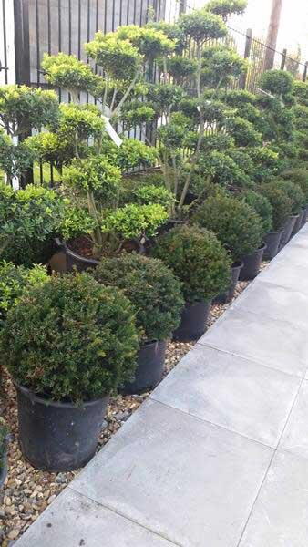 Taxus Baccata Ball topiary plants for sale at our London garden nursery, UK delivery