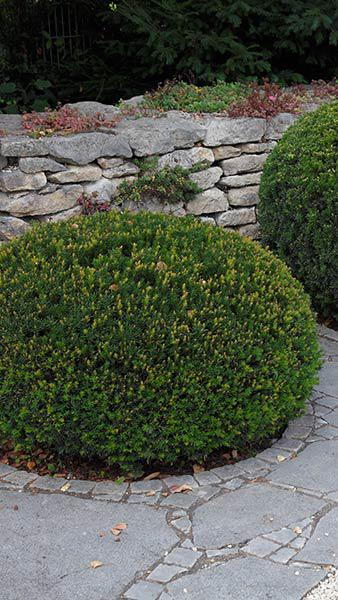 Taxus Baccata Domes are also known as Yew Topiary Domes, these are good sized plants for a very reasonable price, delivery throughout the UK.