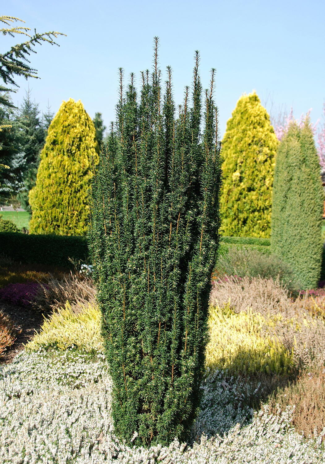 Taxus Baccata Fastigiata Robusta Irish Yew