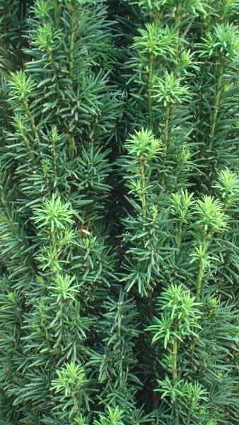 Taxus Baccata Fastigiata or Irish yew hedging plants for sale at our London plant centre UK