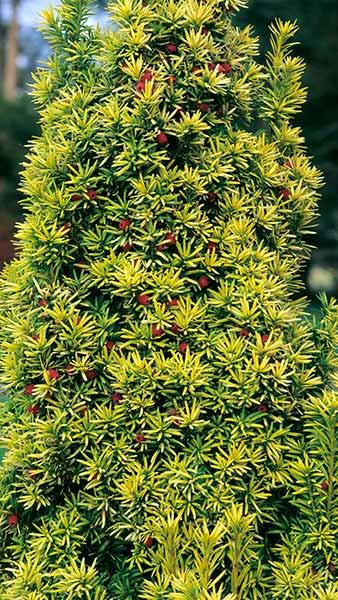 Taxus Baccata Standishii Yew Standish - AGM 