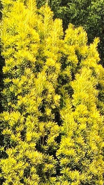 Taxus Baccata Summergold Yew