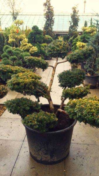 Taxus Baccata Washingtonii Bonsai Topiary Tree (Niwaki style)