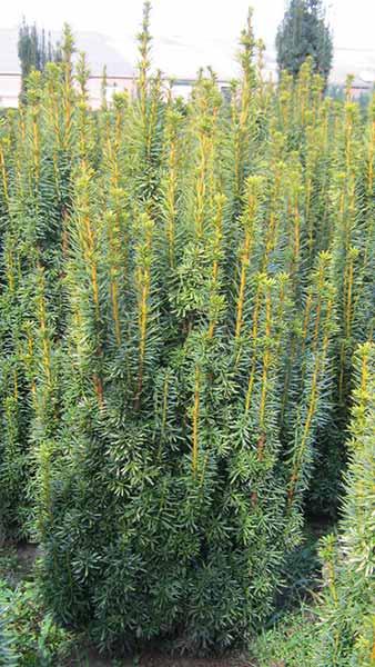 Taxus Baccata David or Yew David - Variety with Green Foliage with Yellow Tips