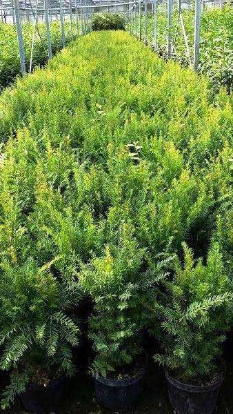 Taxus Baccata, evergreen conifer, Paramount Plants, London UK. Yews for sale at our London garden centre & online.