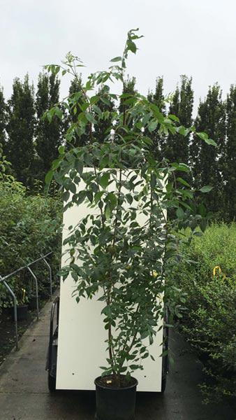 Tetradium Daniellii - Korean Evodia or bee-bee tree, bears large clusters of white flowers, fast growing, easy to maintain tree from Korea, buy UK.  