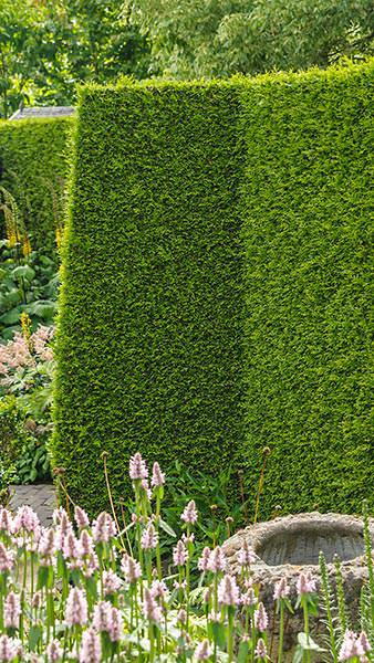 Thuja Brabant or White Cedar Brabant Hedging