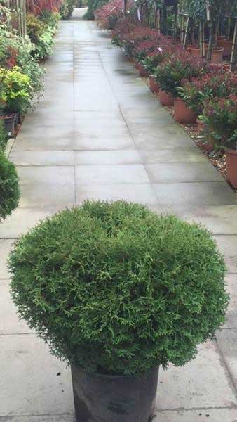 Thuja Occidentalis Danica Dwarf Conifer, Buy online with UK delivery.