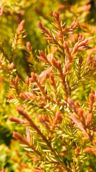 Thuja Occidentalis Fire Chief, attractive lowing hedging plant with striking red tips to the foliage, very ornamental hedging for sale online with UK delivery