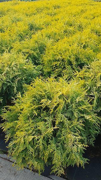 Thuja Occidentalis Golden Globe