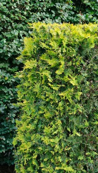 Thuja Occidentalis Golden Smaragd or Northern White Cedar Golden Emerald, syn. with Thuja Janed Gold