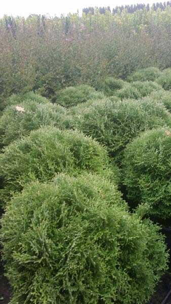 Thuja Occidentalis Tiny Tim, evergreen dwarf conifer to buy online London UK