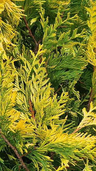 Thuja Occidentalis Yellow Ribbon White Cedar 