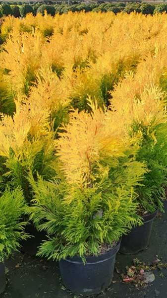 Thuja Plicata 4ever Goldy Western Red Cedar for Sale Online