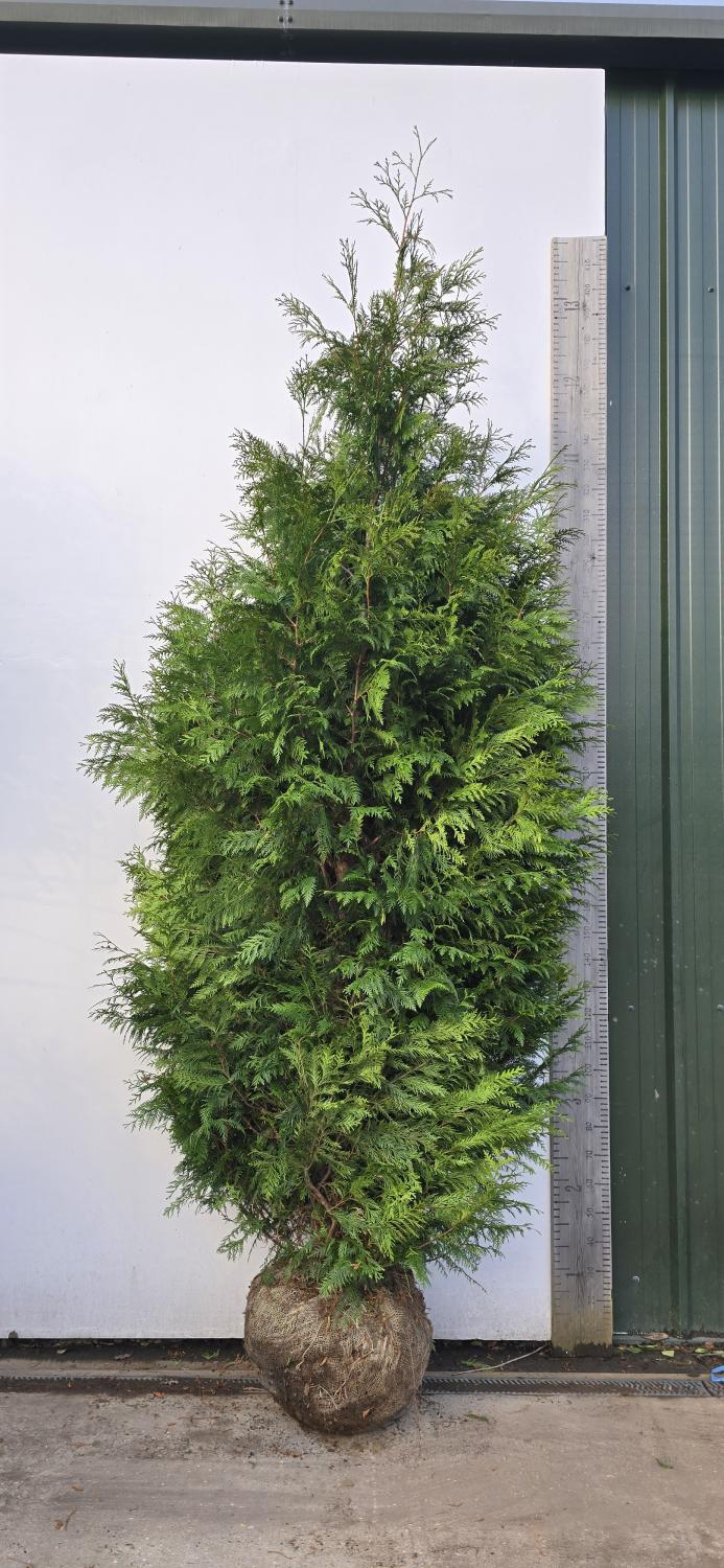 Bare Root Western Red Cedar Western Red Cedar (Thuja Plicata)