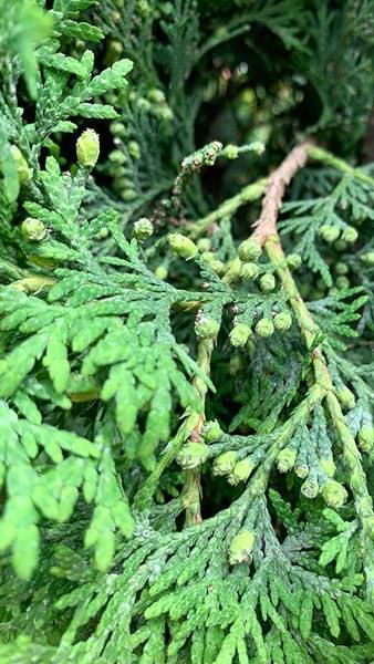 Thuja Plicata known as Western Red Cedar - mature evergreen trees at Paramount Plants 11ft High! 