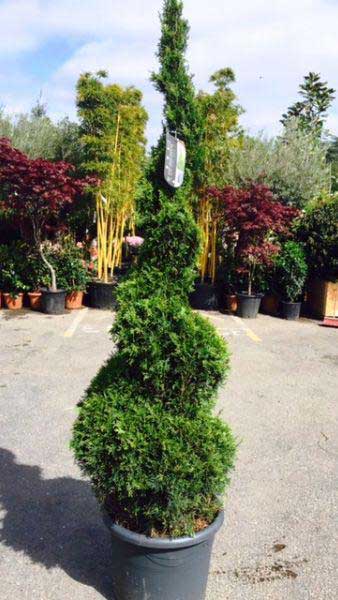 Thuja Smaragd or White Cedar Smaragd Spiral trees at our London garden centre in Crews Hill UK