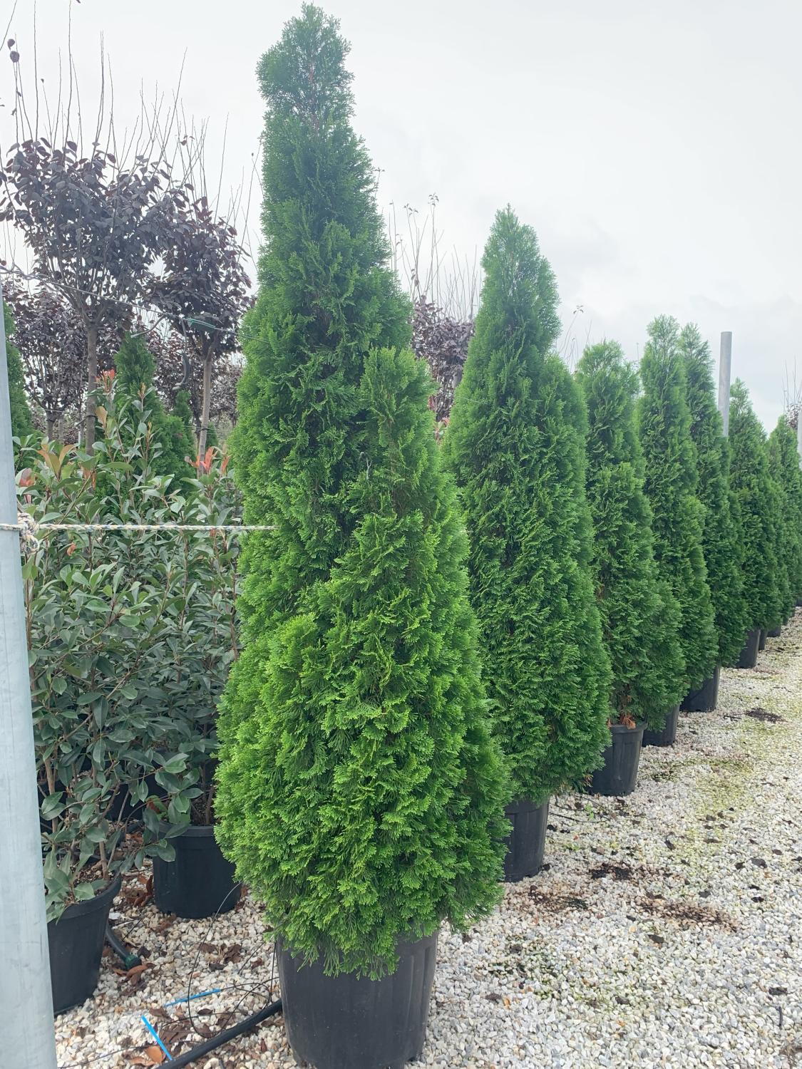 Smaragd Thuja