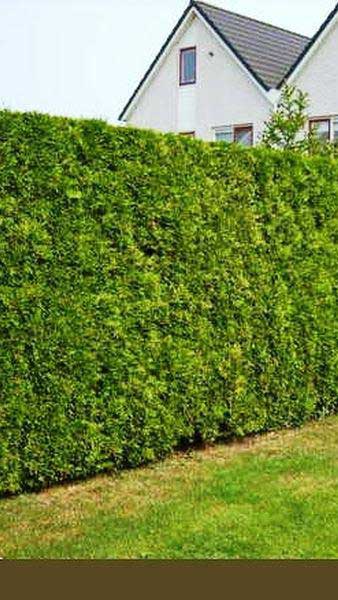 Thuya Occidentalis Brabant evergreen conifer hedging plants offer, buy online in quantity save money, UK delivery