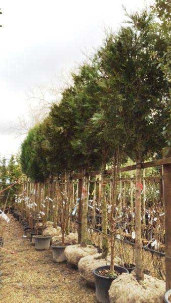 3 Metre tall mature Thuja Plicata Full Standard Trees for sale at our Enfield Plant Centre