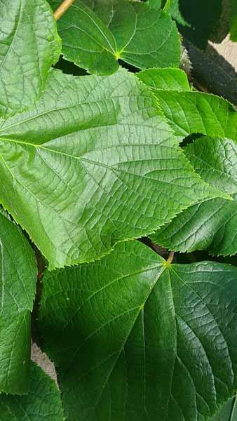 Tilia Cordata Greenspire, Little leafed Lime Trees for sale online with UK delivery