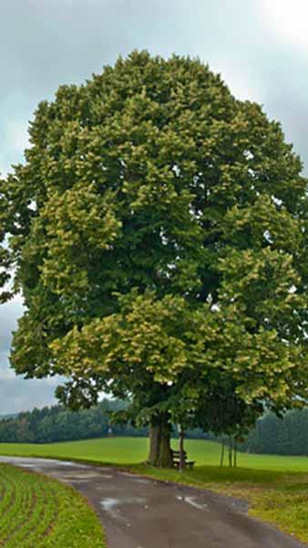 Tilia Cordata or Small Leaved Lime trees for sale