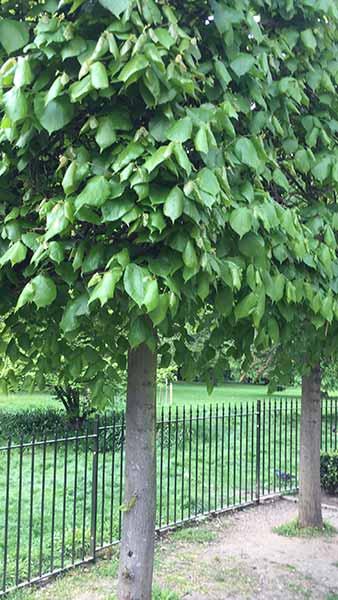 Caucasian Lime or Crimean Lime an elegant full standard form of this attractive flowering Lime tree variety.